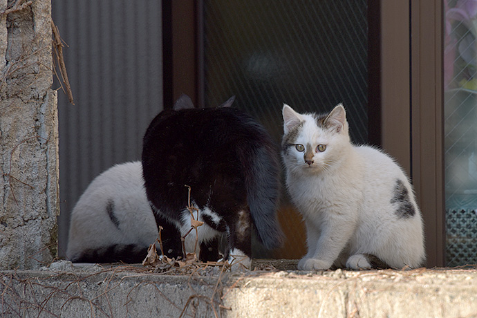 街のねこたち
