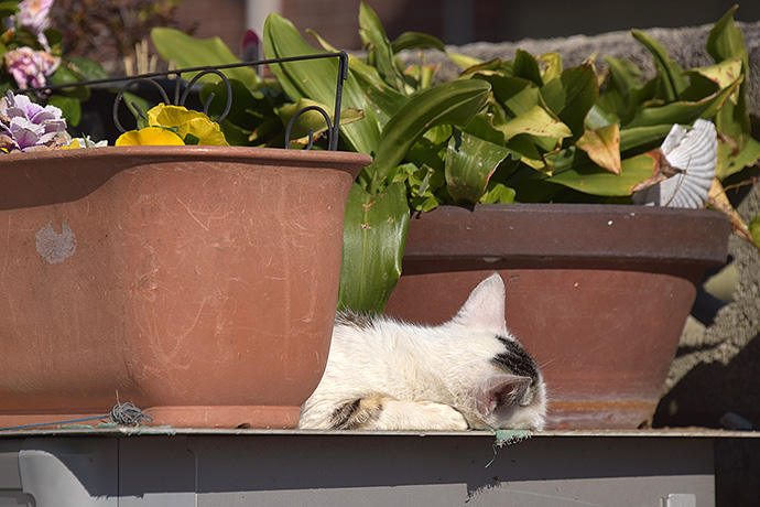 街のねこたち