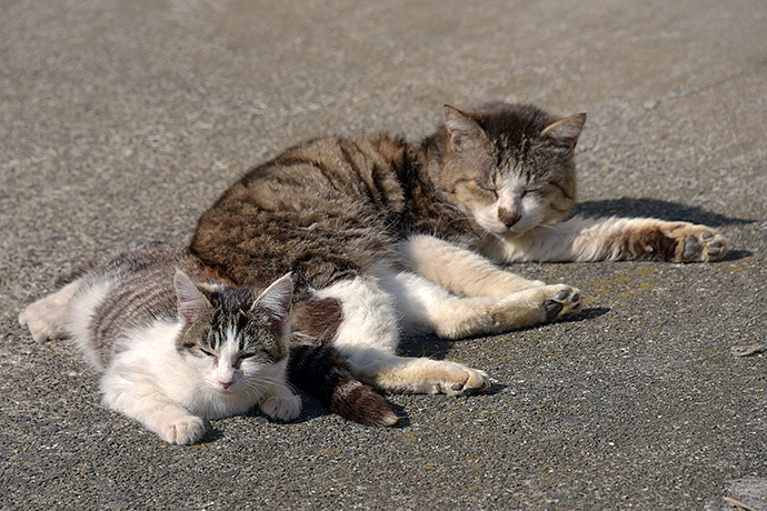 街のねこたち