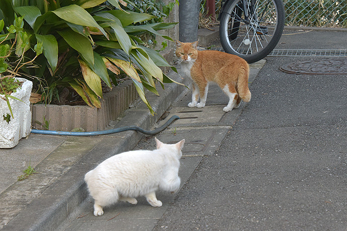 街のねこたち