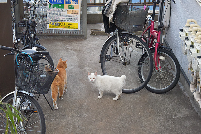 街のねこたち