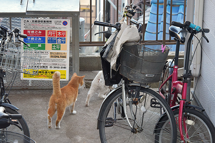 街のねこたち