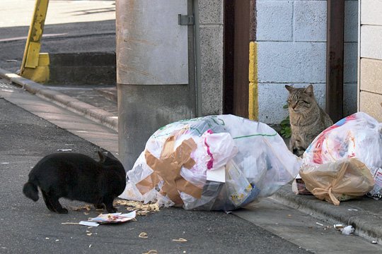 街のねこたち