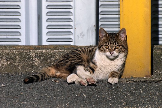 街のねこたち