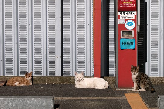 街のねこたち