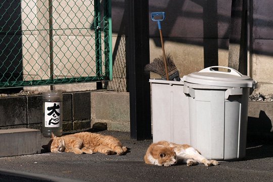 街のねこたち