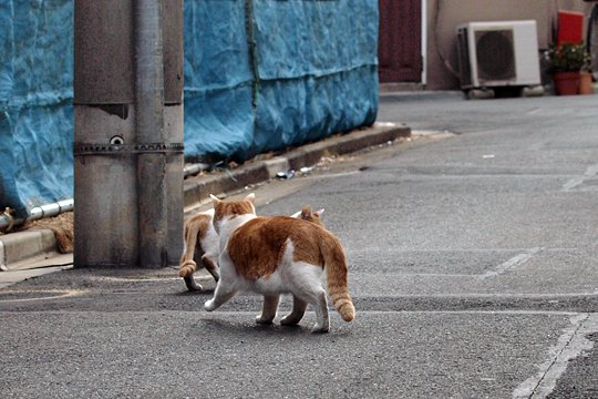 街のねこたち