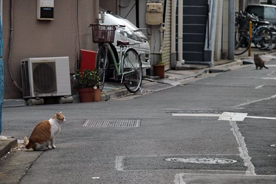 街のねこたち