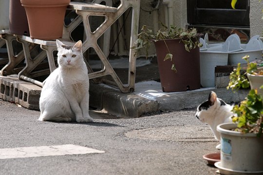 街のねこたち