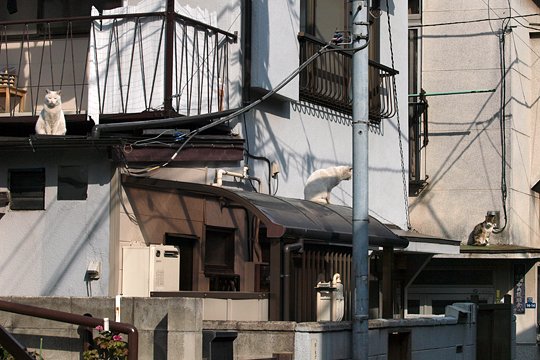 街のねこたち