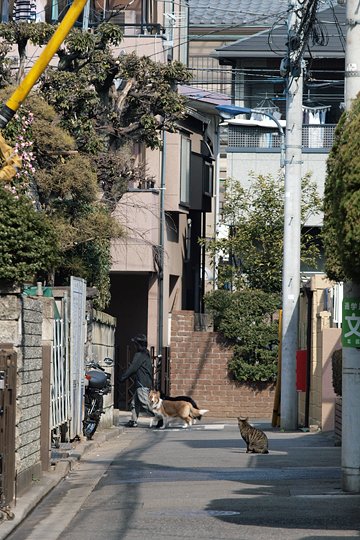 街のねこたち