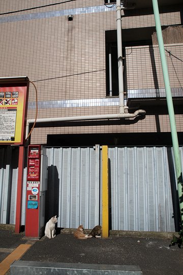 街のねこたち