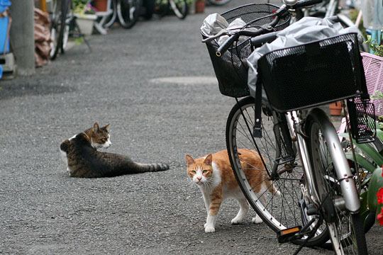 街のねこたち