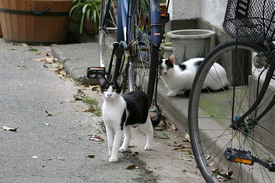 街のねこたち