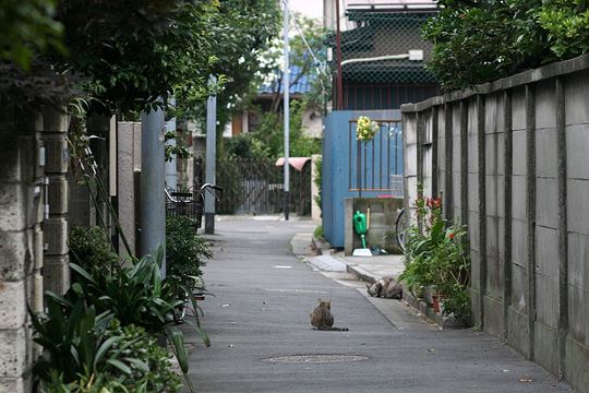 街のねこたち