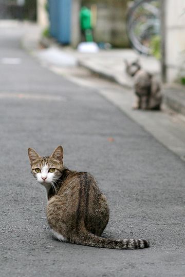 街のねこたち