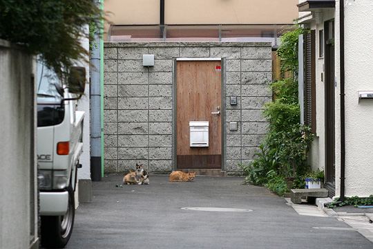 街のねこたち