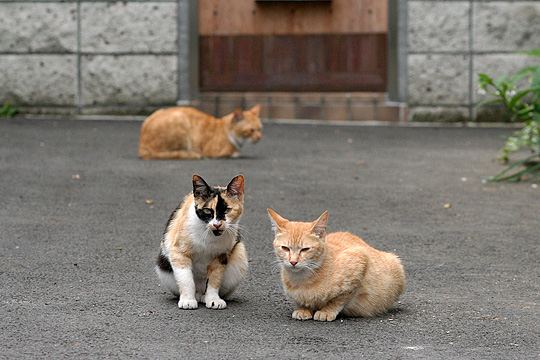 街のねこたち