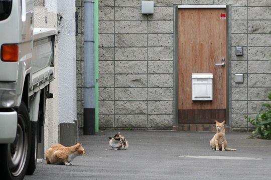 街のねこたち