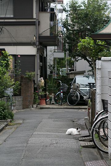 街のねこたち