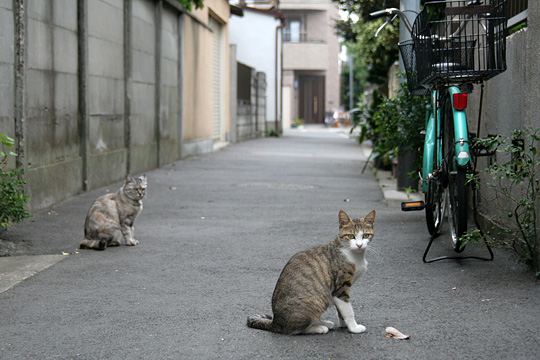 街のねこたち