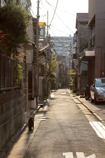 街のねこたち