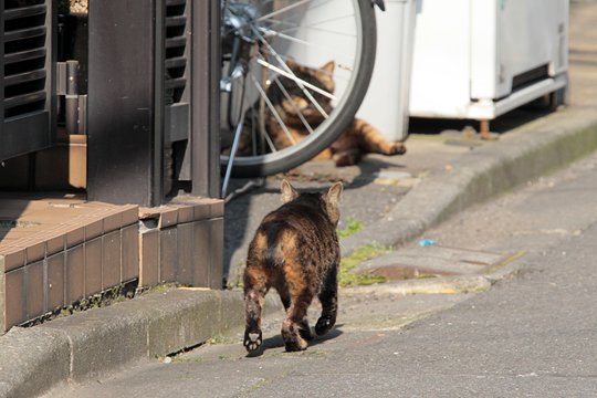 街のねこたち