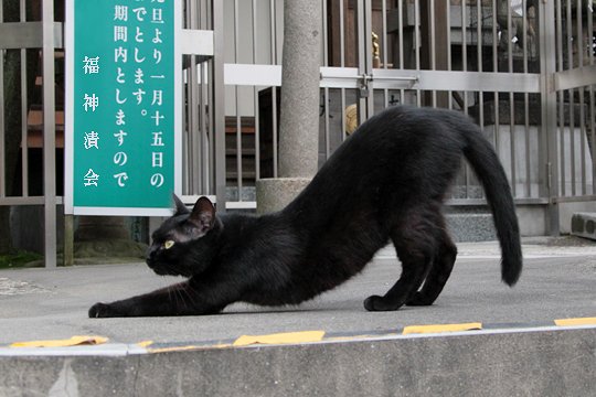 街のねこたち