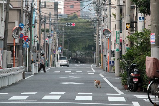 街のねこたち