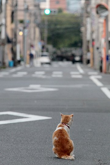 街のねこたち