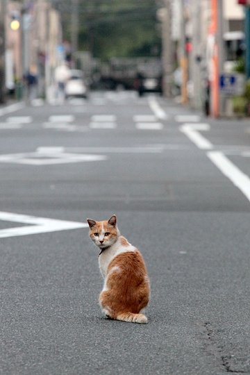 街のねこたち
