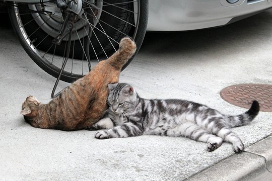 街のねこたち