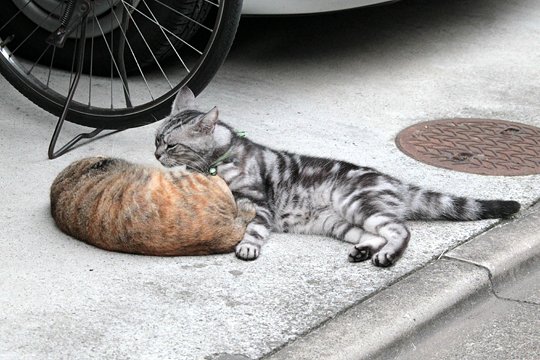 街のねこたち