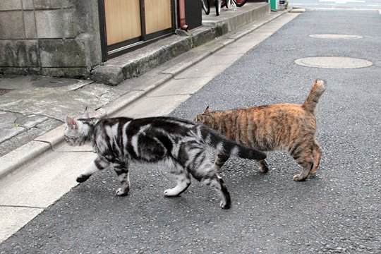 街のねこたち