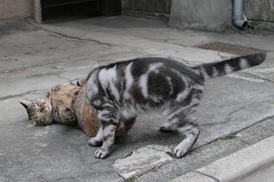 街のねこたち