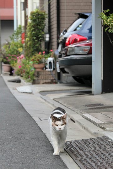 街のねこたち