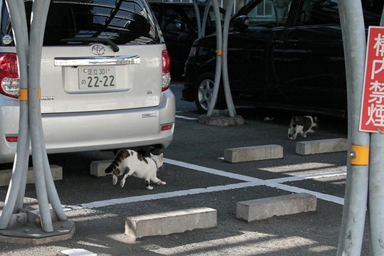 街のねこたち