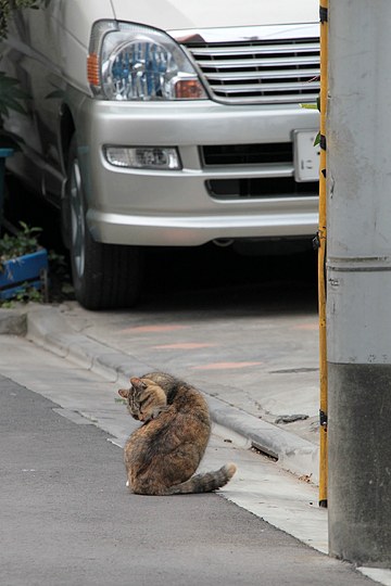 街のねこたち