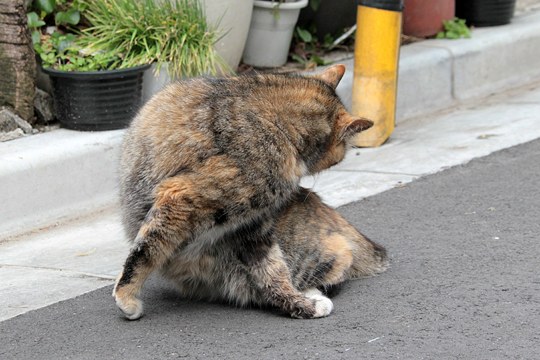 街のねこたち