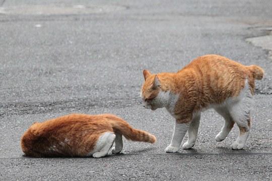 街のねこたち