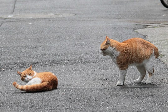 街のねこたち
