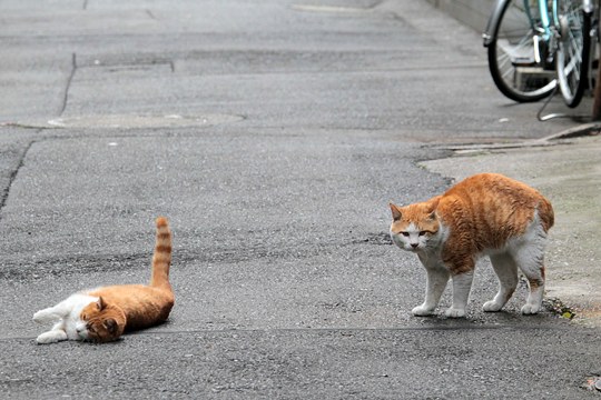 街のねこたち