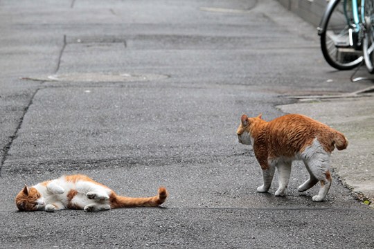 街のねこたち