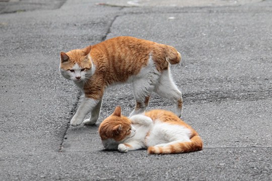 街のねこたち