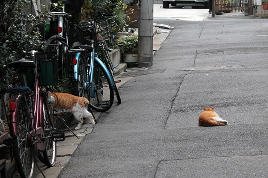 街のねこたち