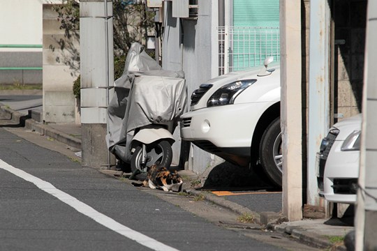 街のねこたち