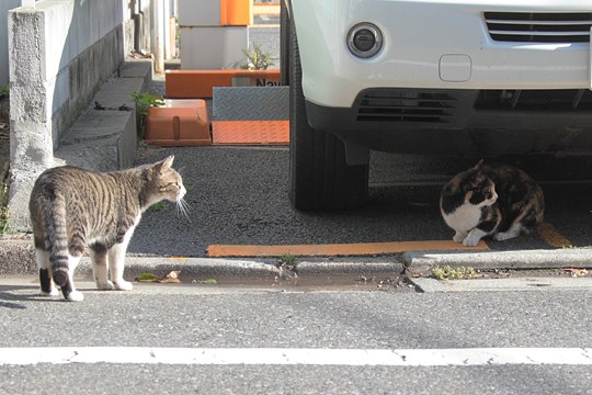 街のねこたち