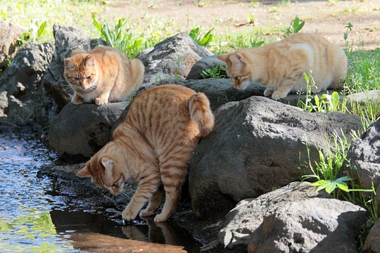 街のねこたち