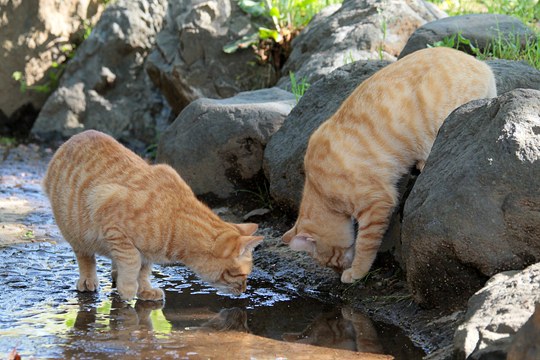 街のねこたち