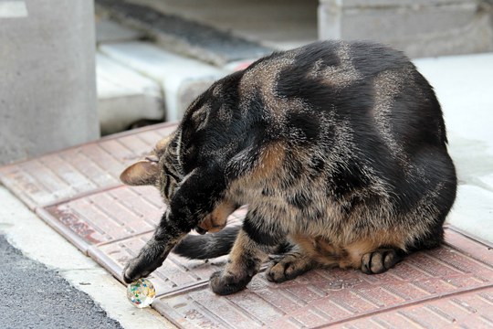 街のねこたち